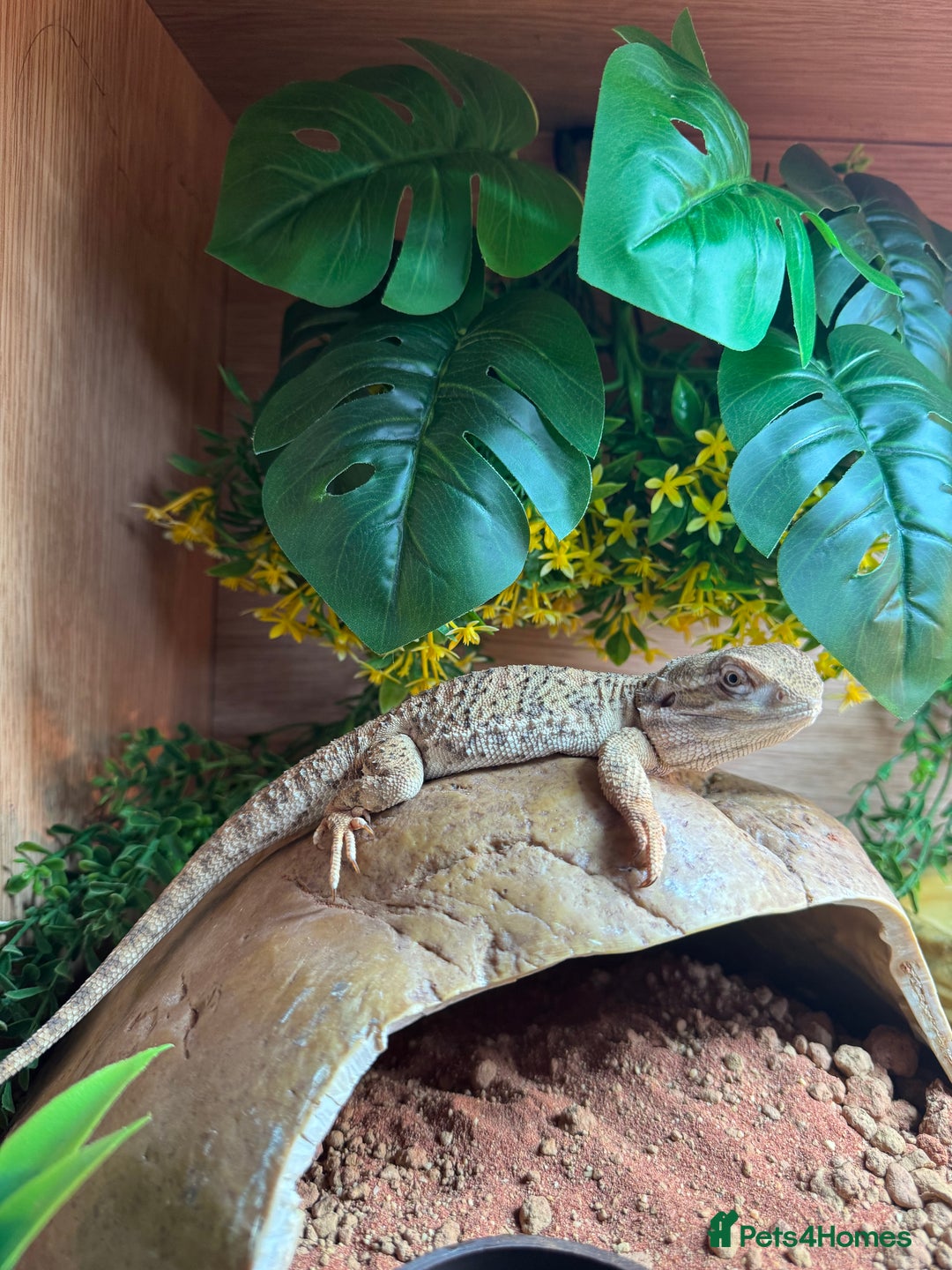 Bearded Dragon reptiles for sale: Pigmy Bearded dragon and home £100 - Image 3