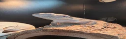 Bearded Dragon reptiles for sale: Male Hypo Zero Bearded Dragon & full set up. - Advert 3