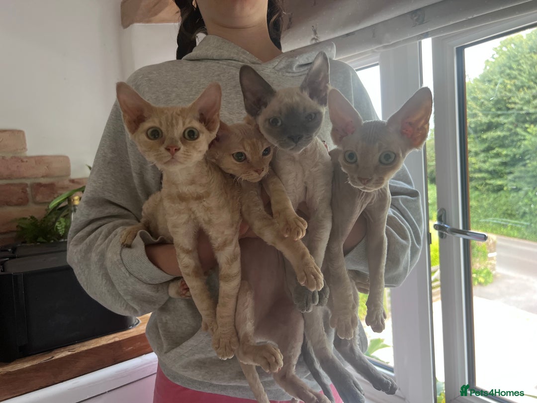 Devon Rex cats for sale: Ready now GCCF outstanding Devon Rex kittens  - Image 12