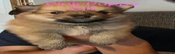 Pomeranian dogs for sale: 3 Beautiful pomeranian puppies for sale - Advert 26