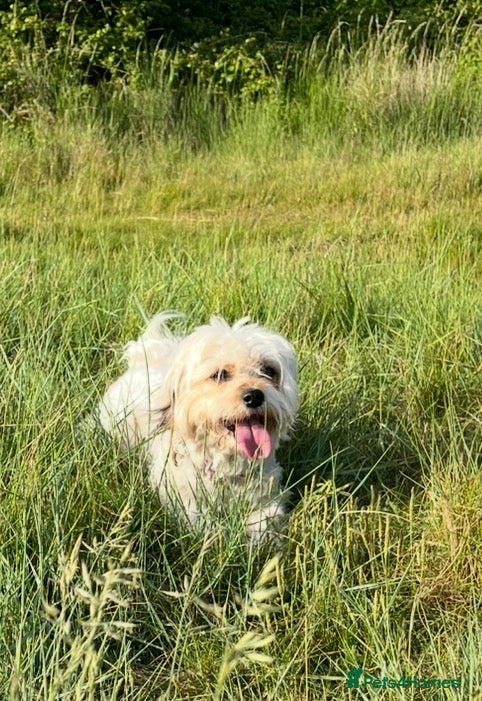 Maltipoo dogs Health Tested Cavachon x Maltipoo - Advert 2
