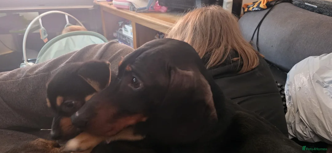 Dachshund dogs for sale: Duke and Daisy - Advert 5