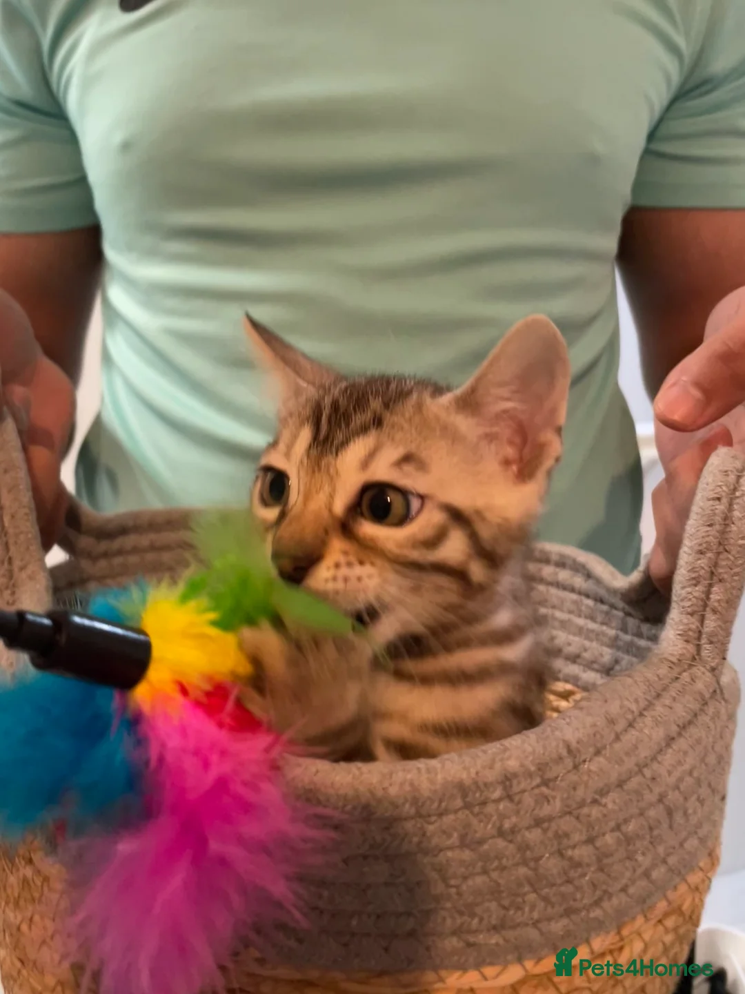 Bengal cats for sale: 🥇🏆Gorgeous Pedigree Tica Pure Bengals🏆🥇 - Advert 6