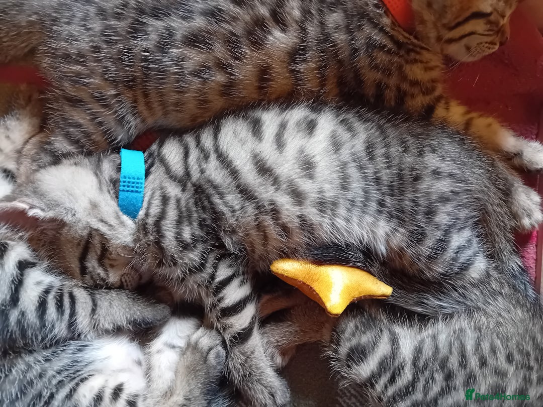 Bengal cats for sale: 6 Stunning Bengal Cross Kittens – Ready 31/10/2025 - Image 16