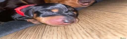 Miniature Dachshund dogs for sale: 3 beautiful girls  - Advert 31