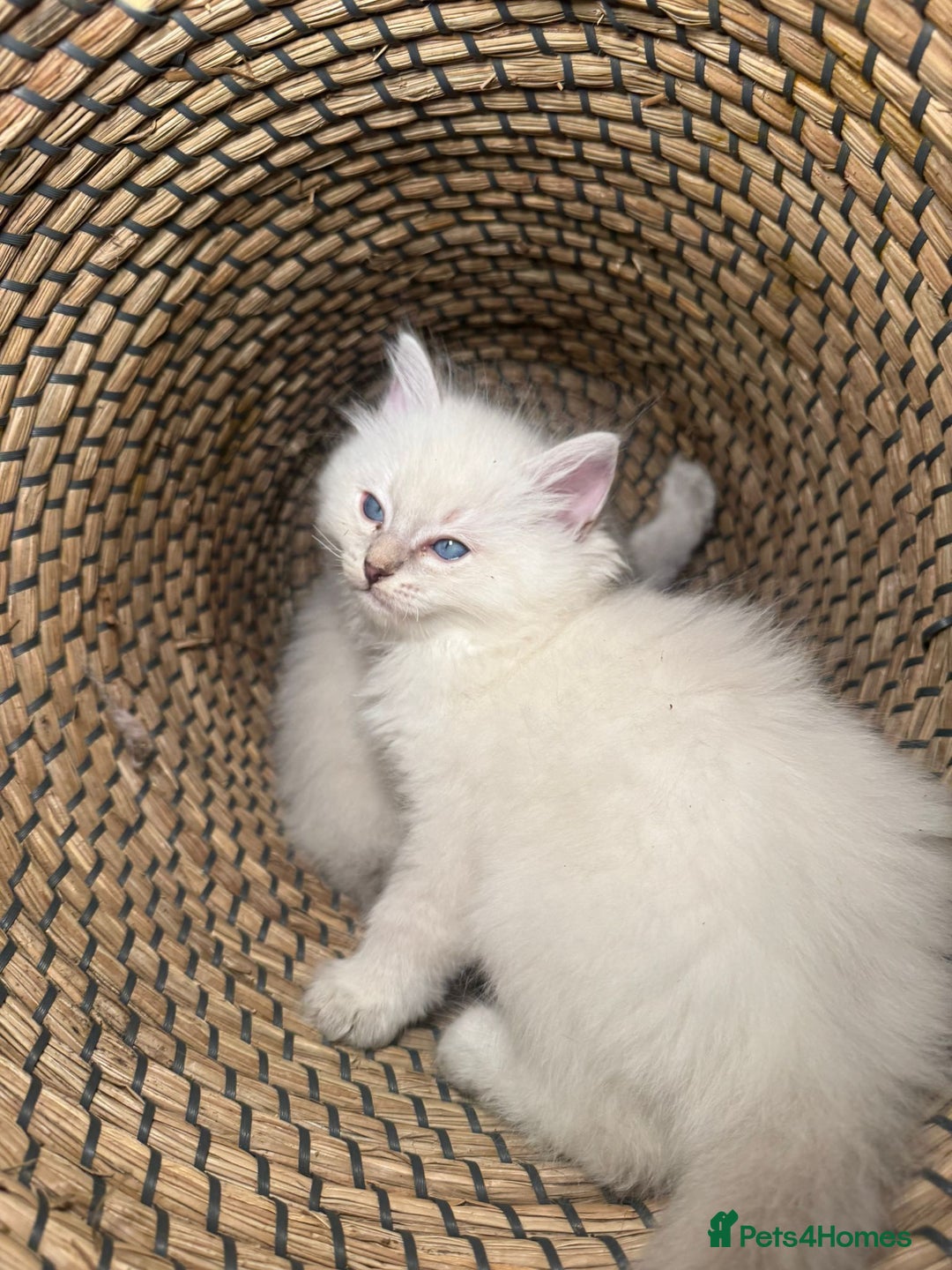 Ragdoll cats for sale: Ragdoll Chunky Boys!  - Advert 6