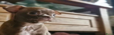 Chihuahua 1