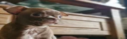 Chihuahua dogs for sale: 2 beautiful chihuahuas  - Advert 6