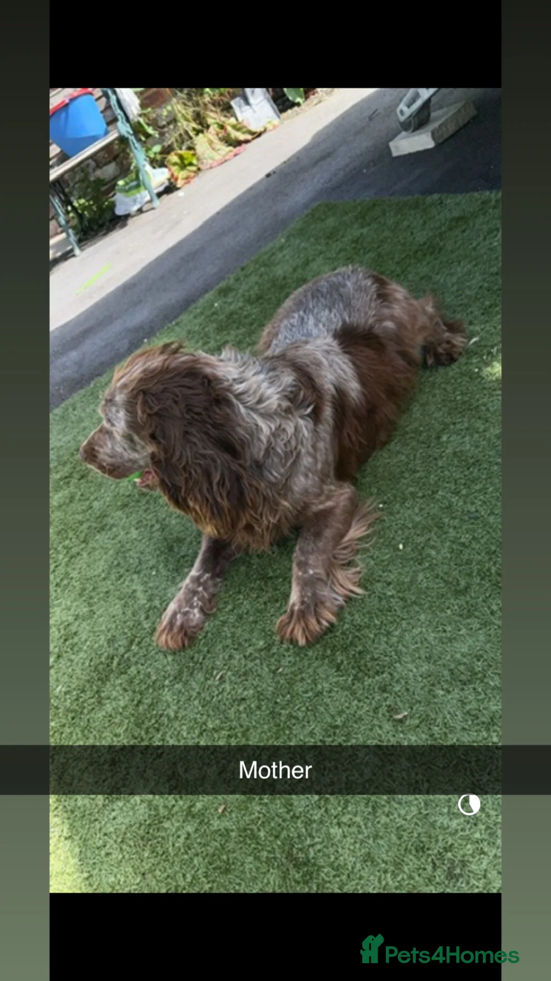 Cocker Spaniel dogs for sale: Boy cocker Spaniel pups ready to go in Leeds - Advert 2
