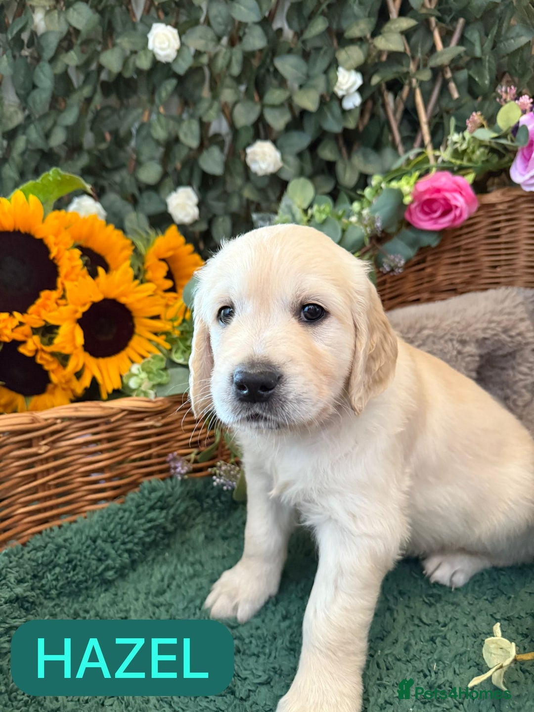 Golden Retriever dogs for sale: Stunning Golden Retriever puppies 🐾 - Image 3