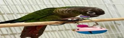 Conures birds for sale: TWO GORGEOUS 9 WEEK OLD CONURES  - Advert 11