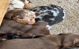 Miniature Dachshund dogs for sale: Beautiful miniature dachshund puppies - Image 11