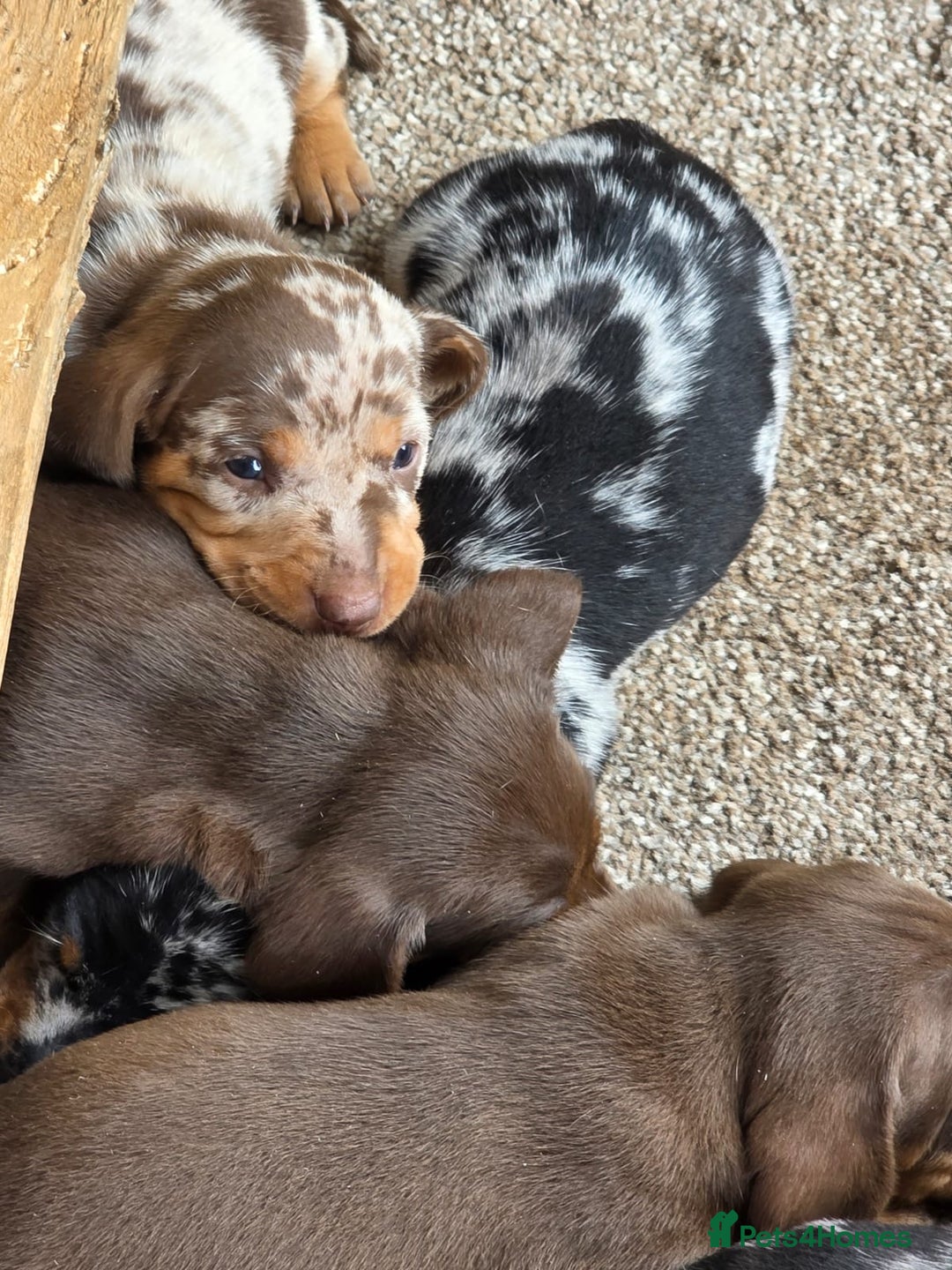 Miniature Dachshund dogs for sale: Beautiful miniature dachshund puppies - Image 11