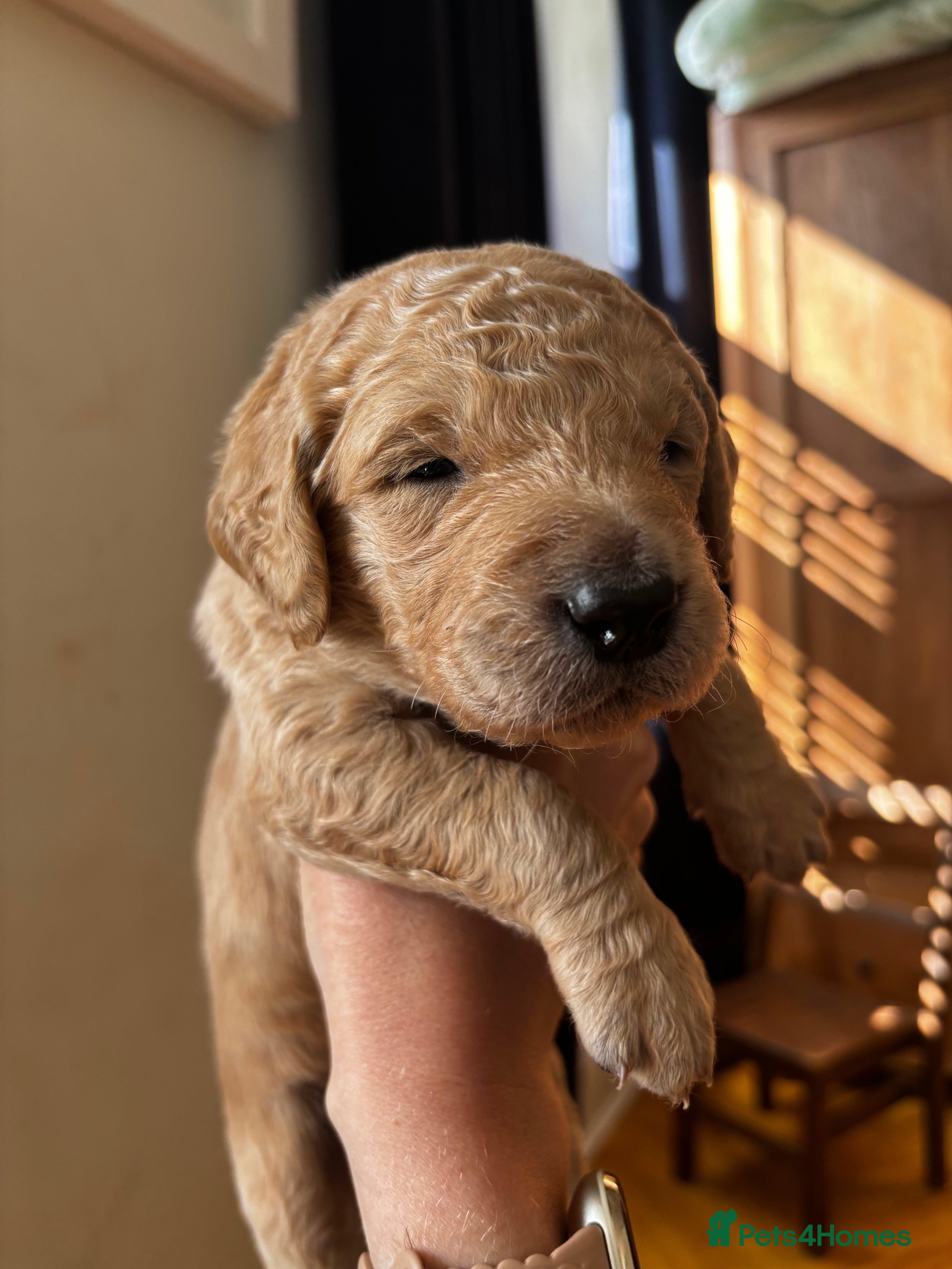 Double Doodle dogs for sale: Beautiful double/golden doodles from family pet - Advert 36