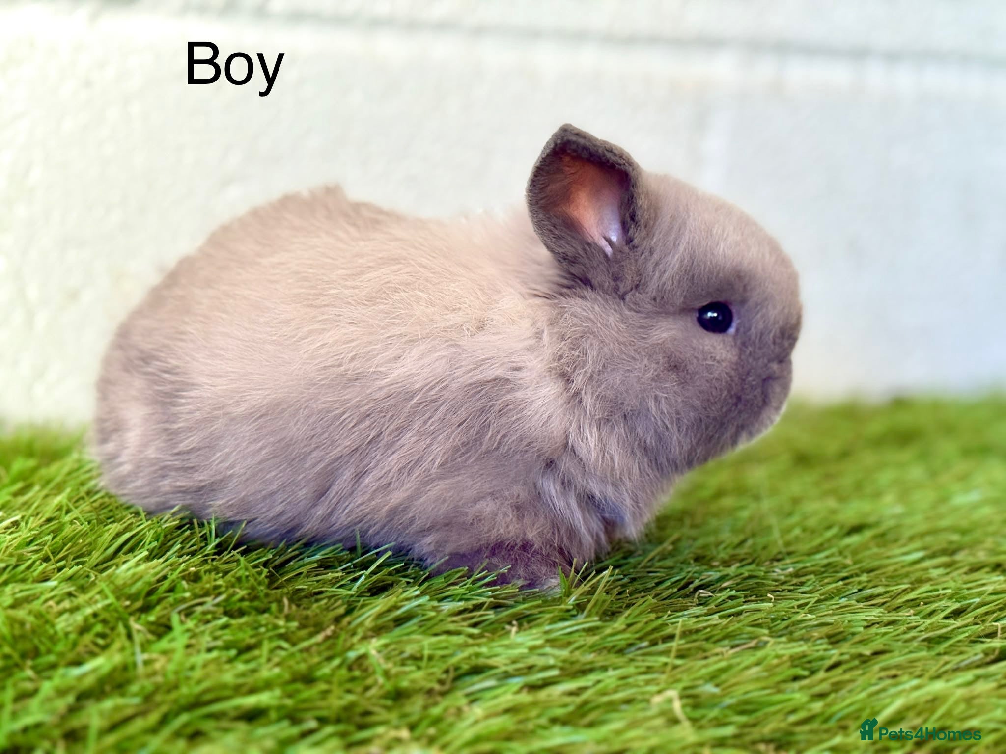 Mini Lop rabbits Stunning  Mini Lop babies  - Advert 5
