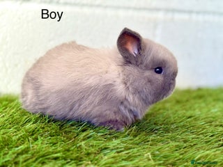 Mini Lop rabbits Stunning Mini Lop babies - Advert 1
