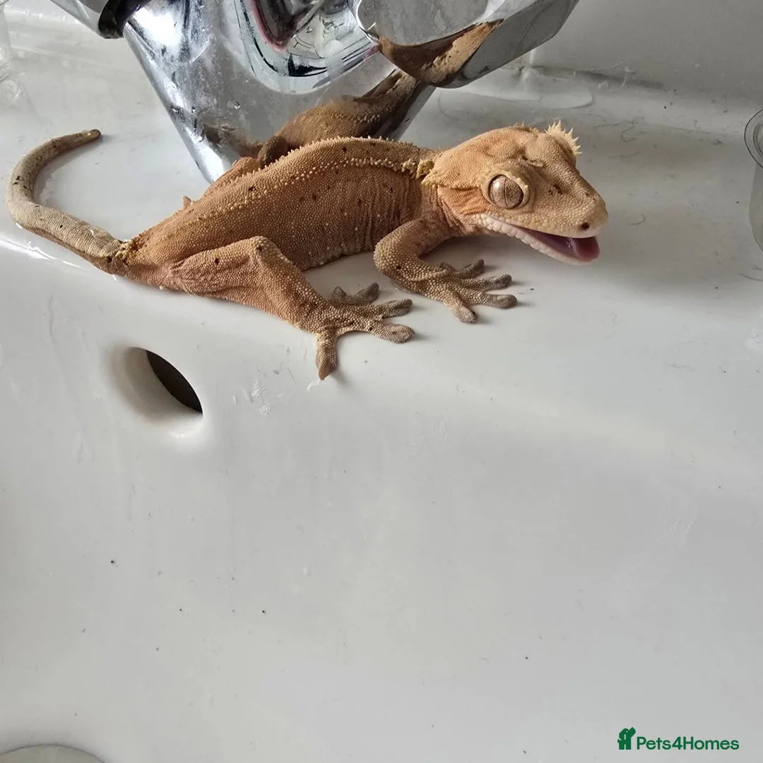 Gecko reptiles for sale: Crested gecko male /female  - Advert 2