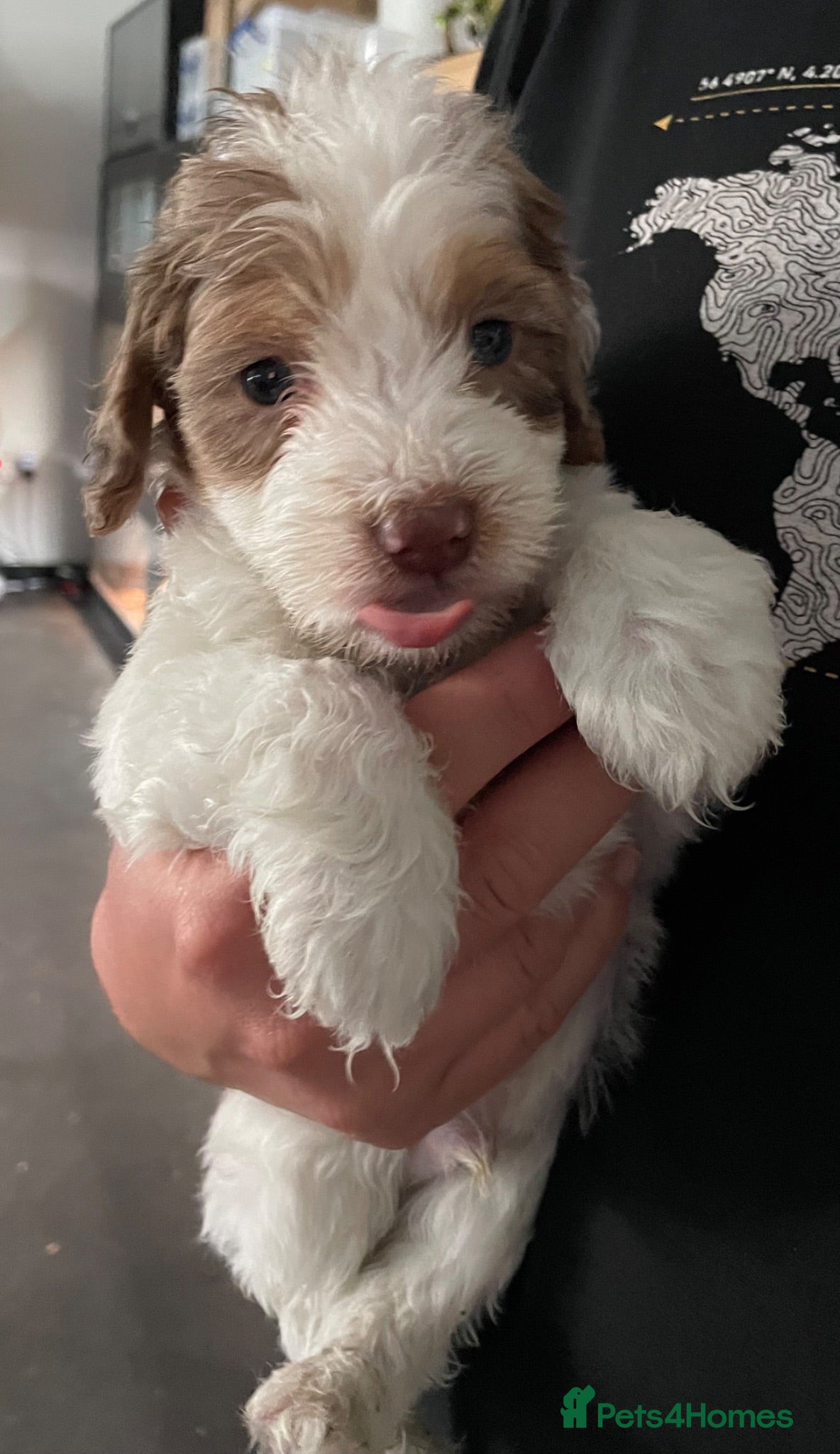 Cockapoo dogs Beautiful F1 Cockapoo Puppies - Advert 3