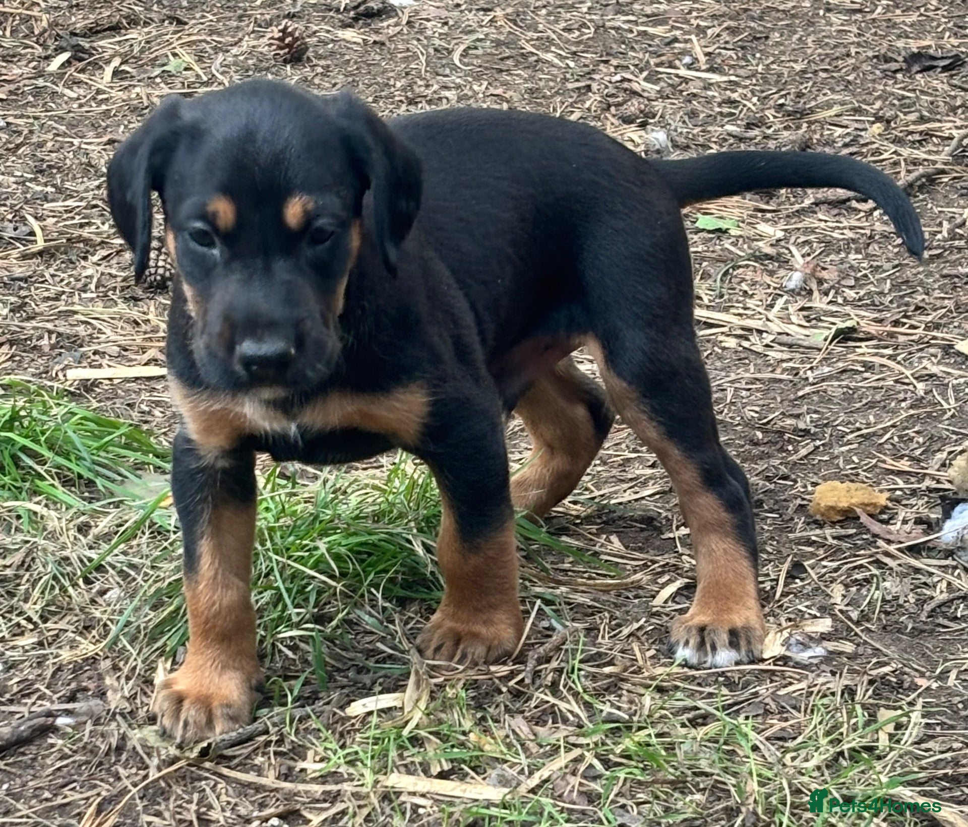 Mixed Breed dogs * Ready to leave* Doberman x lurcher puppies - Advert 2