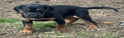 Mixed Breed dogs for sale: Doberman x lurcher puppies - Advert 19