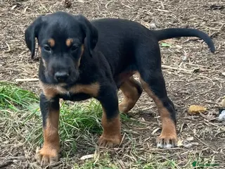 Mixed Breed dogs * Ready to leave* Doberman x lurcher puppies - Advert 2