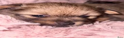 Pomeranian dogs for sale: Pomeranian boy  - Advert 6
