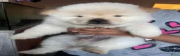 Chow Chow dogs for sale: Chow chow babies  in Enfield - Advert 5