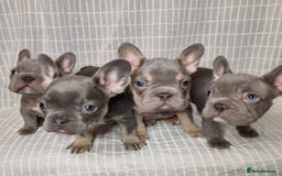 French Bulldog dogs for sale: Outstanding French Bulldog Puppies – KC - Image 14