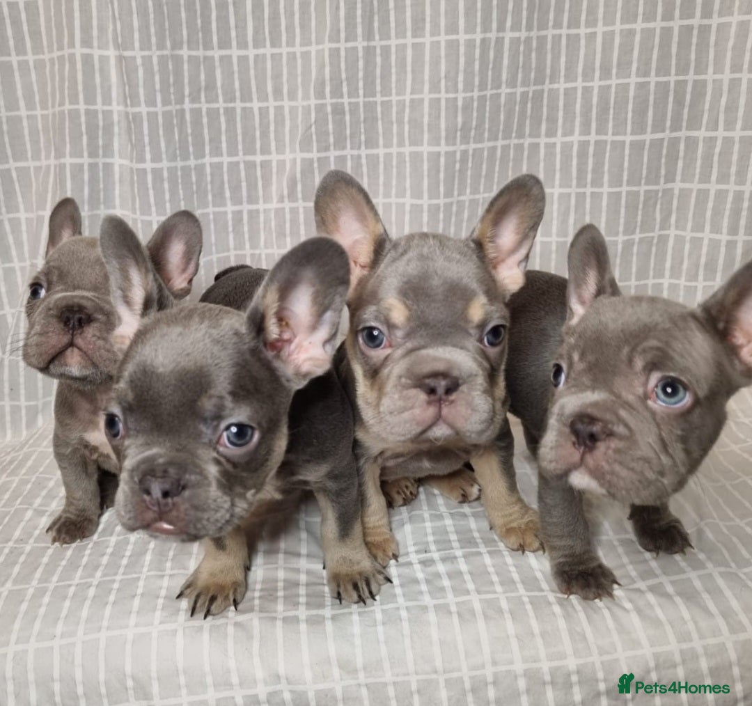 French Bulldog dogs for sale: Outstanding French Bulldog Puppies – KC - Image 14