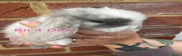 Mini Lop rabbits for sale: Purebred Mini Lops - Advert 8