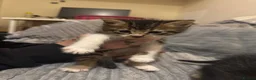 British Shorthair cats for sale: 2 kittens and 1 mother for sale - Advert 3