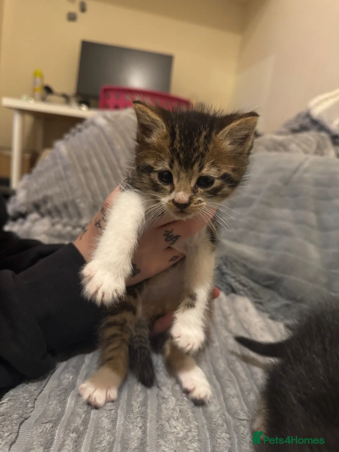 British Shorthair cats for sale: 2 kittens and 1 mother for sale - Advert 3