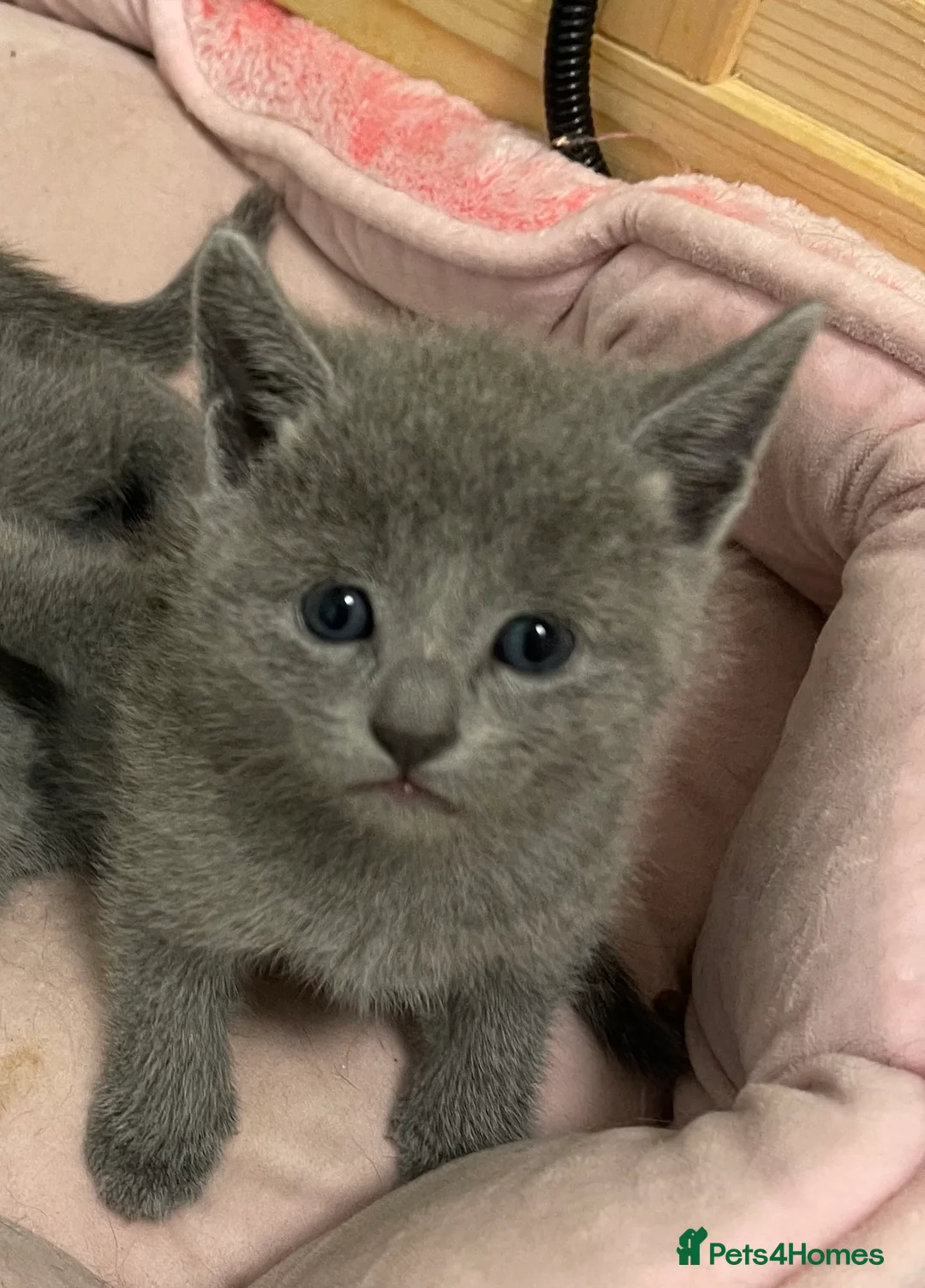 Russian Blue cats for sale: Registered Russian kittens  - Advert 3