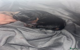 Dachshund dogs for sale: Mini dachshund puppies  - Image 7