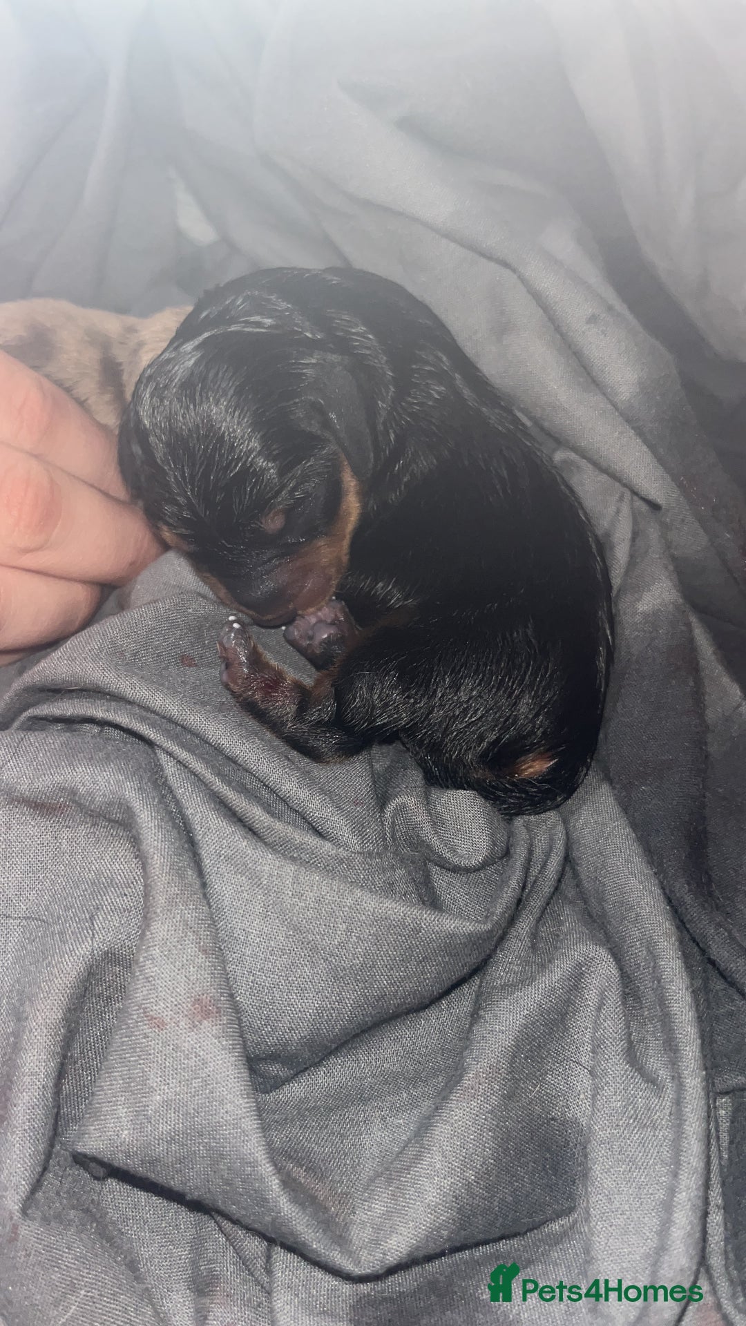 Dachshund dogs for sale: Mini dachshund puppies  - Image 7