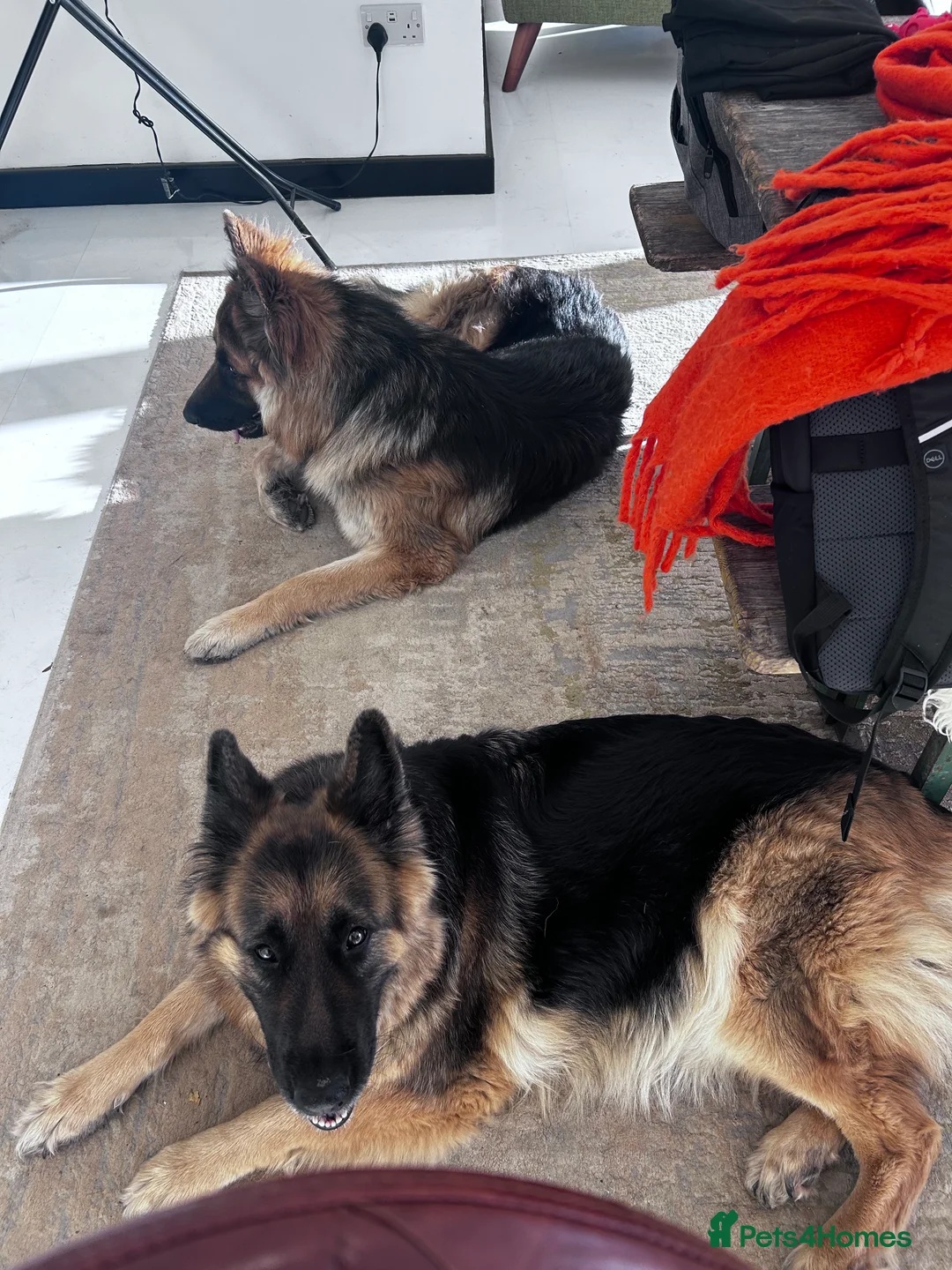 German Shepherd dogs for sale: Well-bred, well-loved. Very sad circumstances - Advert 7