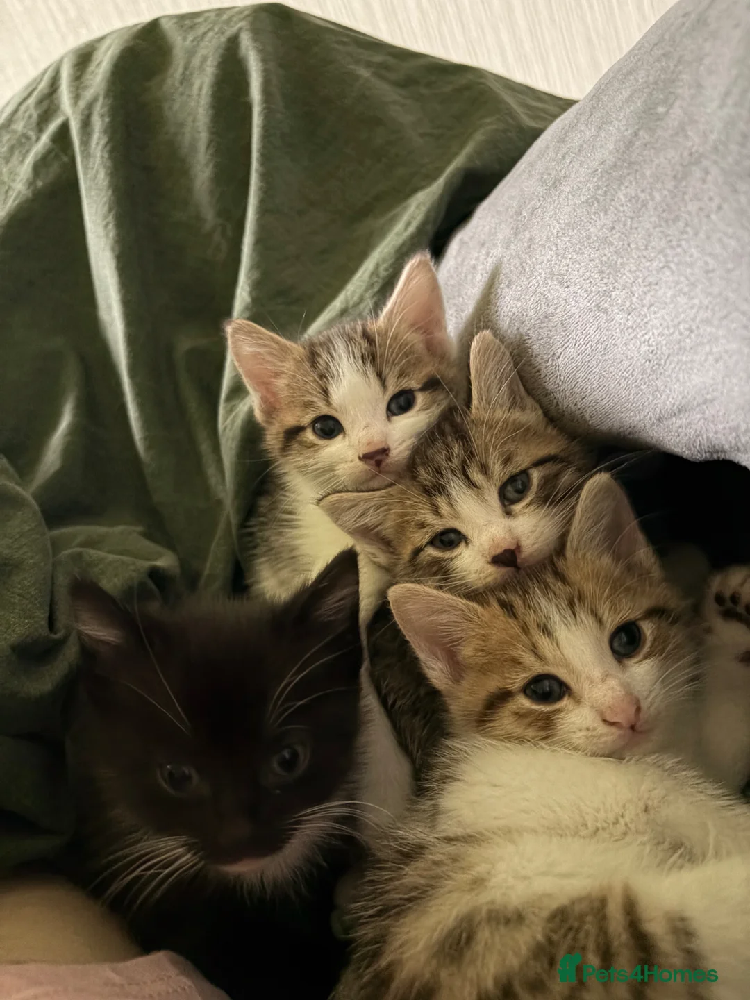 Domestic Shorthair cats for sale: Kittens for sale in Ashton-under-Lyne - Advert 2