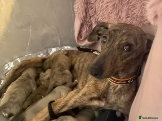 Whippet dogs Wippet pups - Advert 2