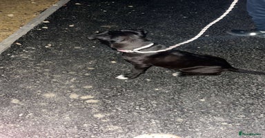 Cane Corso dogs - Advert 3