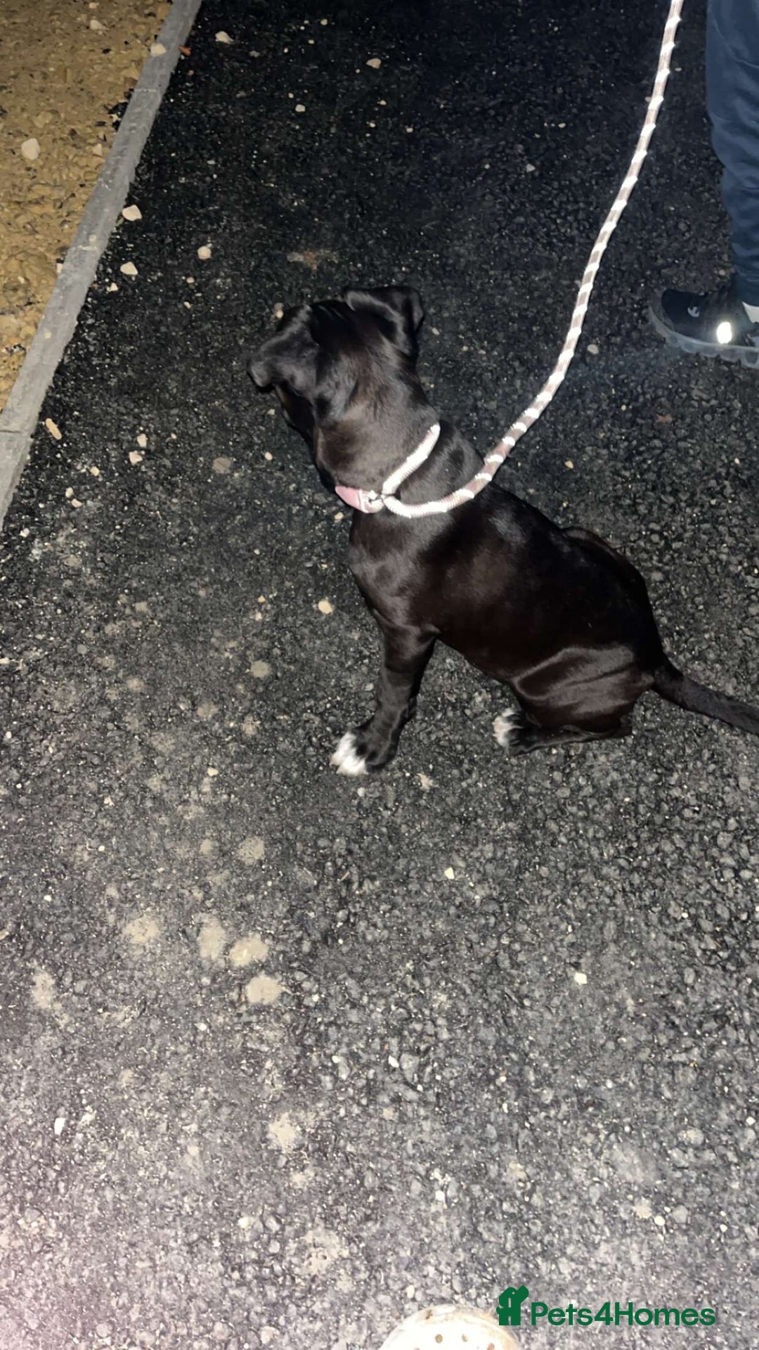 Cane Corso dogs for sale: Cane corso  - Image 3