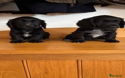 Cocker Spaniel dogs for sale: Quality KC Cocker Spaniels  - Image 9