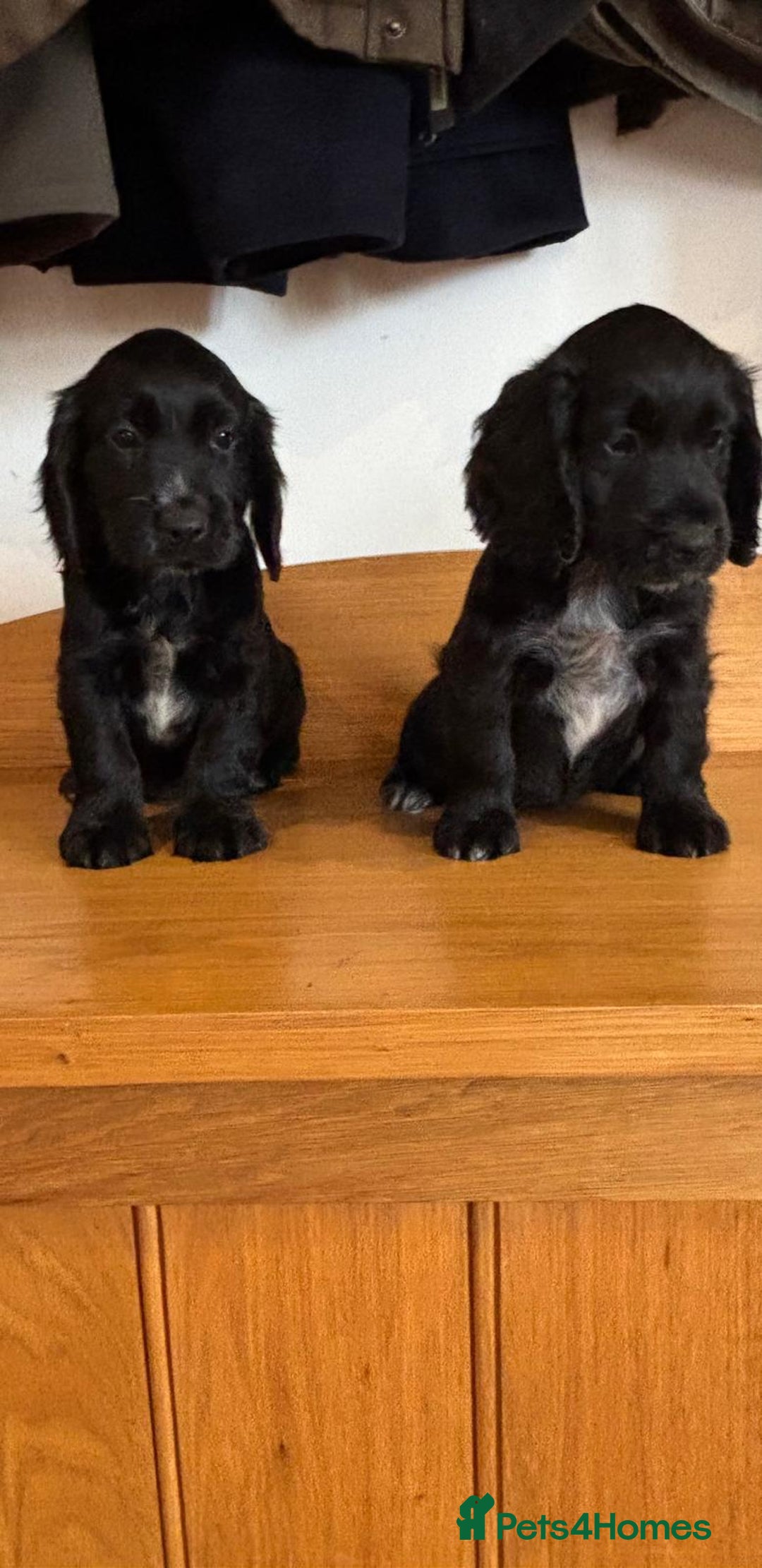 Cocker Spaniel dogs for sale: Quality KC Cocker Spaniels  - Image 9