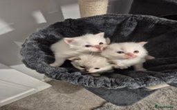 Ragdoll cats for sale: Pure ragdolls 2 flame loits 1 rare tortie - Image 1