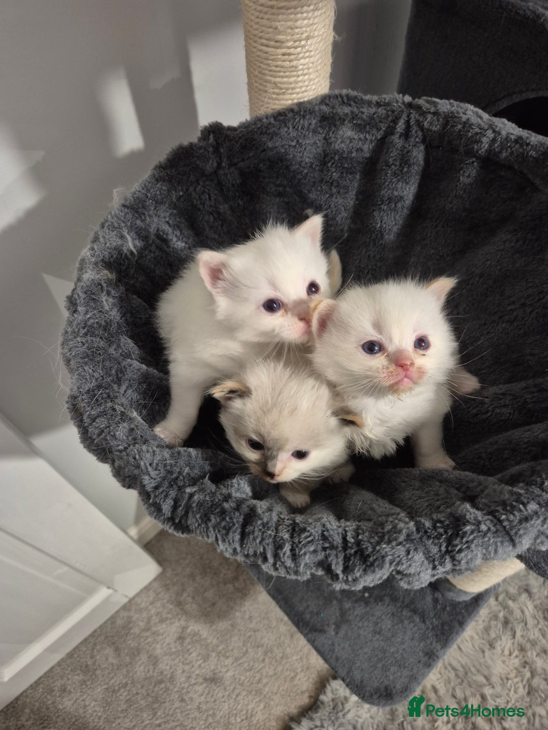 Ragdoll cats for sale: Pure ragdolls 2 flame loits 1 rare tortie - Image 1