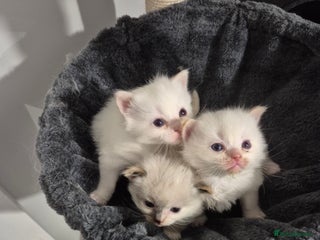 Ragdoll cats - Advert 14