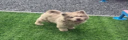 Chow Chow dogs for sale: Exotic colour pure chow chow puppies for sale  - Advert 7