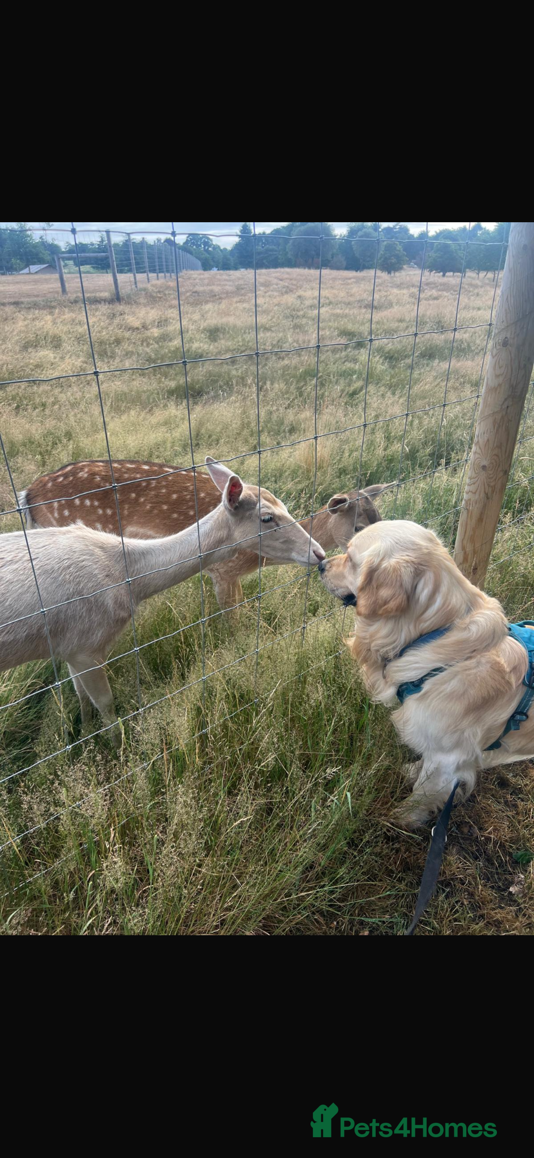 Golden Retriever dogs for sale: Gorgeous Show Type Golden Retrievers - Image 13