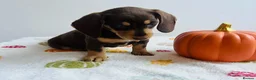 Miniature Dachshund dogs for sale: Miniature dachshund  - Advert 6
