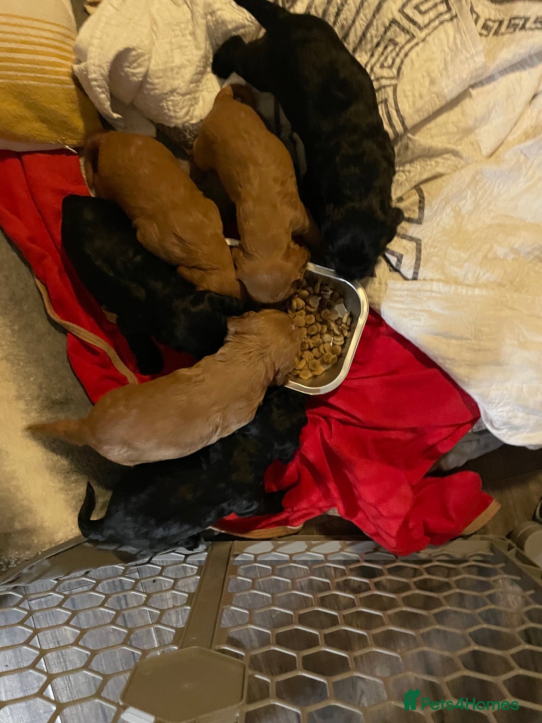 Cocker Spaniel dogs for sale: KC registered Working Cocker Spaniels For Sale - Image 3