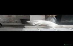 Siberian Husky dogs for sale: Husky puppies - Image 9